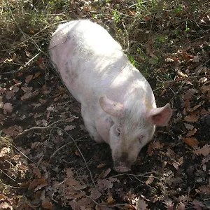 Alloggio per agriturismo La Fornace, Rigomagno